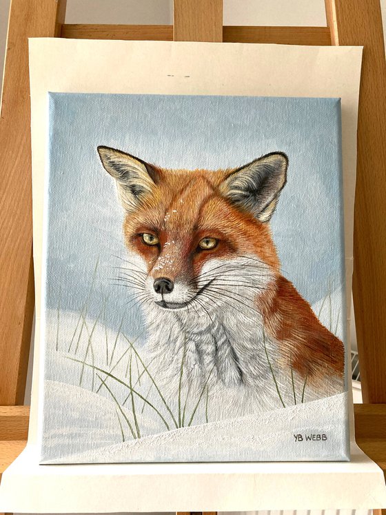 Red Fox In The Snow