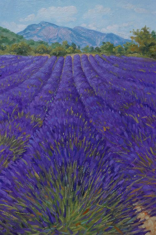 Field of lavande in Provence by Claudio Ciardi