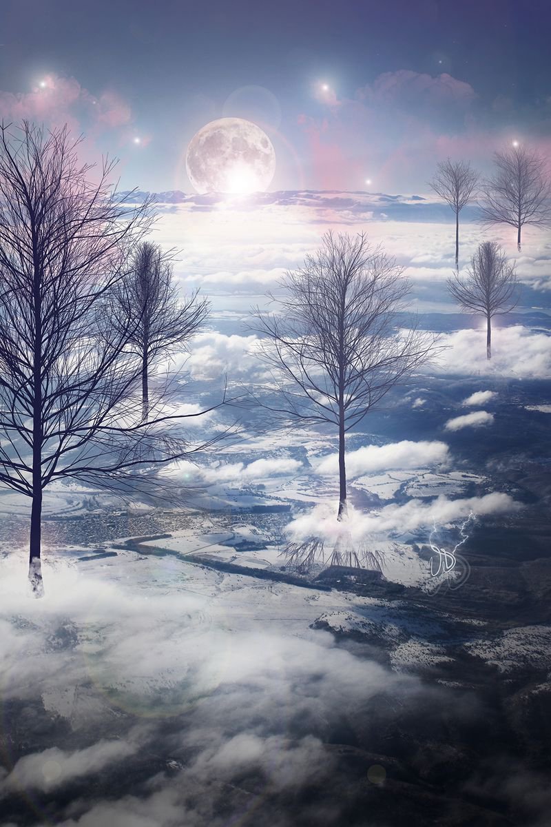Sky Trees by Vanessa Stefanova