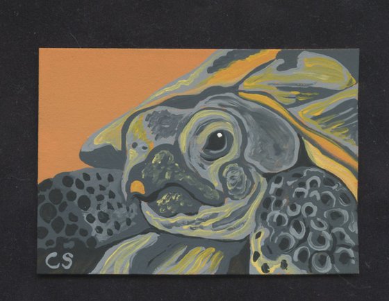 ACEO ATC Original Miniature Painting Russian Tortoise Wildlife Art-Carla Smale
