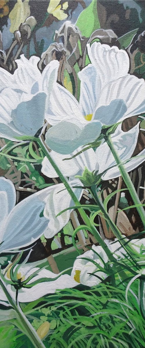 White Cosmos In The Sunlight by Joseph Lynch