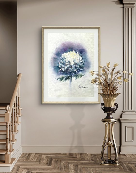 Chrysanthemum white flower