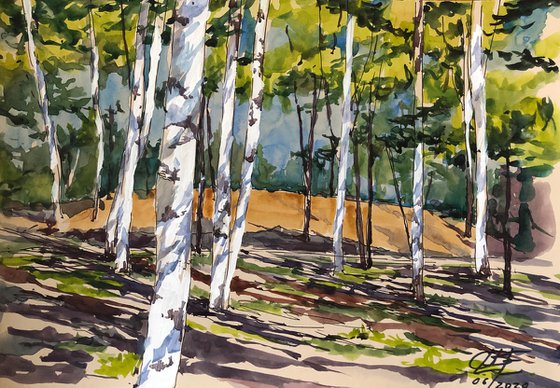 Birches. Shadows