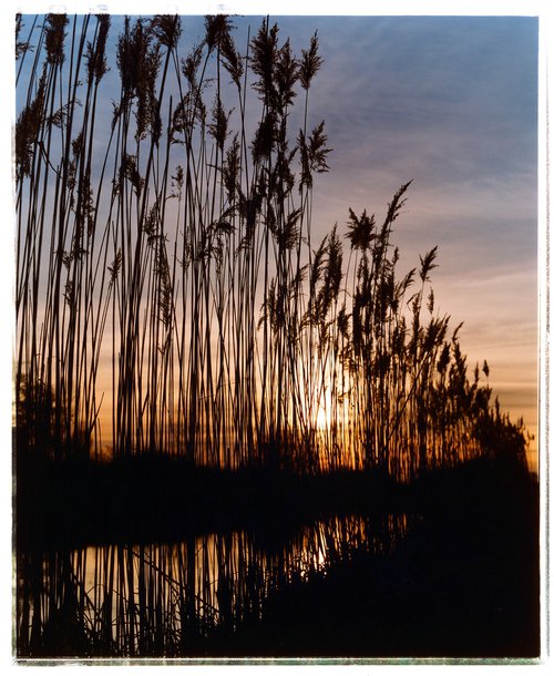 Reeds - Wicken Lode, Wicken, 2002 by Richard Heeps