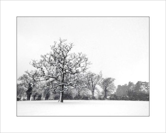 Snow and Trees