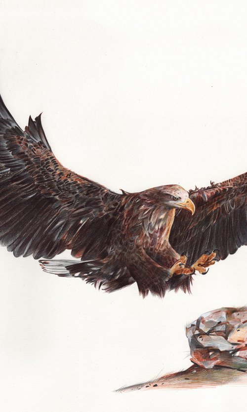 White-tailed Eagle by Daria Maier