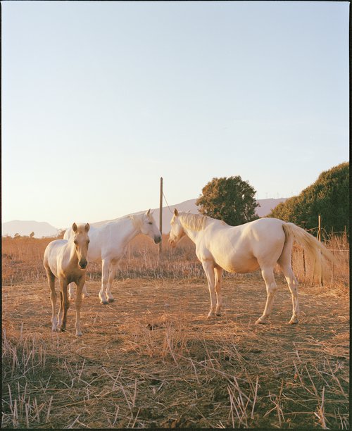 The Sun Horses 01 (medium) by Vikram Kushwah Pictures