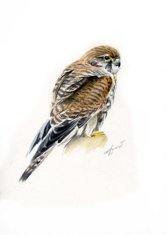 European Kestrel (female)  watercolour