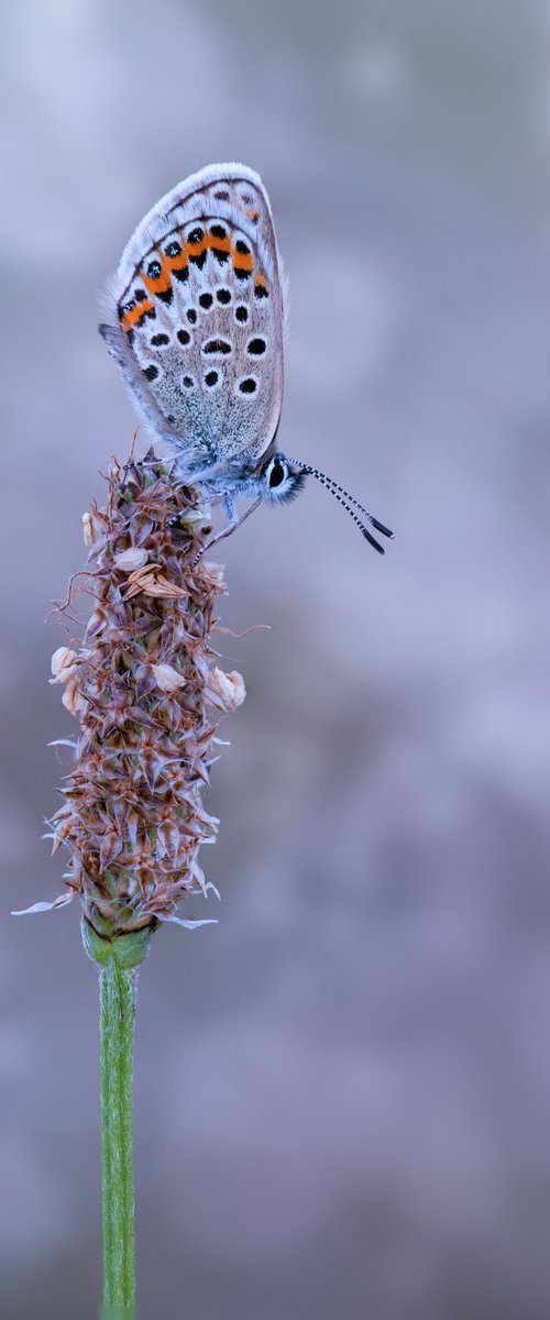 Silver Studded Blue by Paul Nash