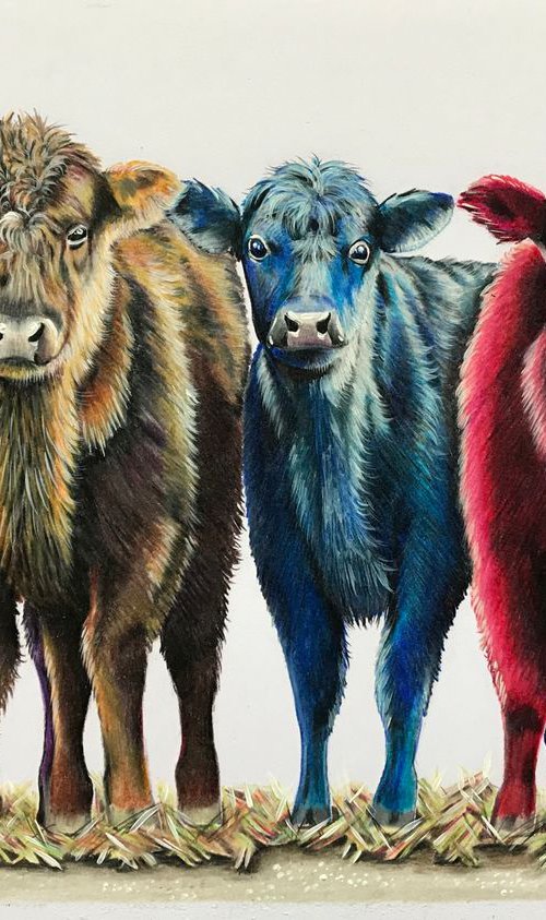 Colourful calves by Karen Elaine  Evans