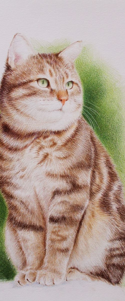 Bob cat in colored pencils by Tatjana Bril