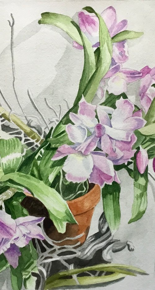 Orchid by Rosalind Forster