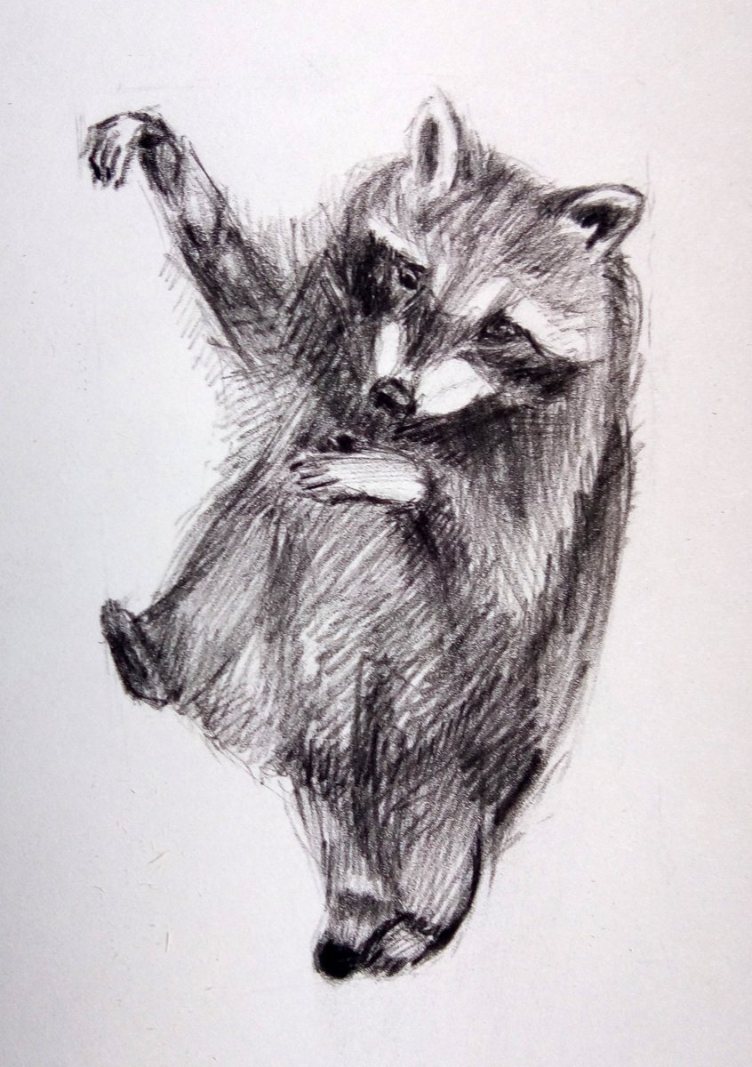Dancing racoon Drawing by Anna Brazhnikova by Anna Brazhnikova
