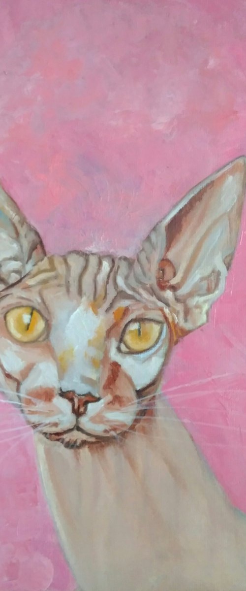 Sphinx cat pink background by Yulia Berseneva