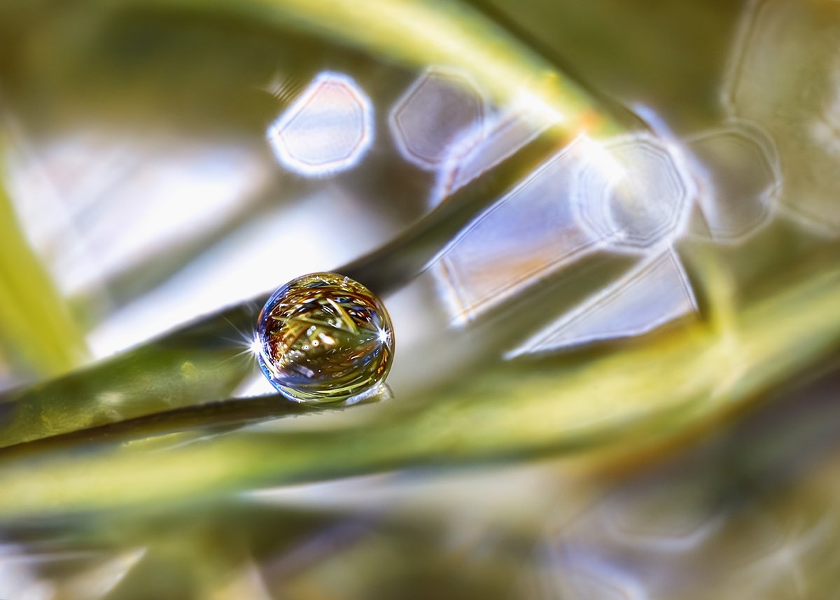 Organic Abstract Photograph By Inna Etuvgi, 24 X 17, Self Reflection, Original Artwork