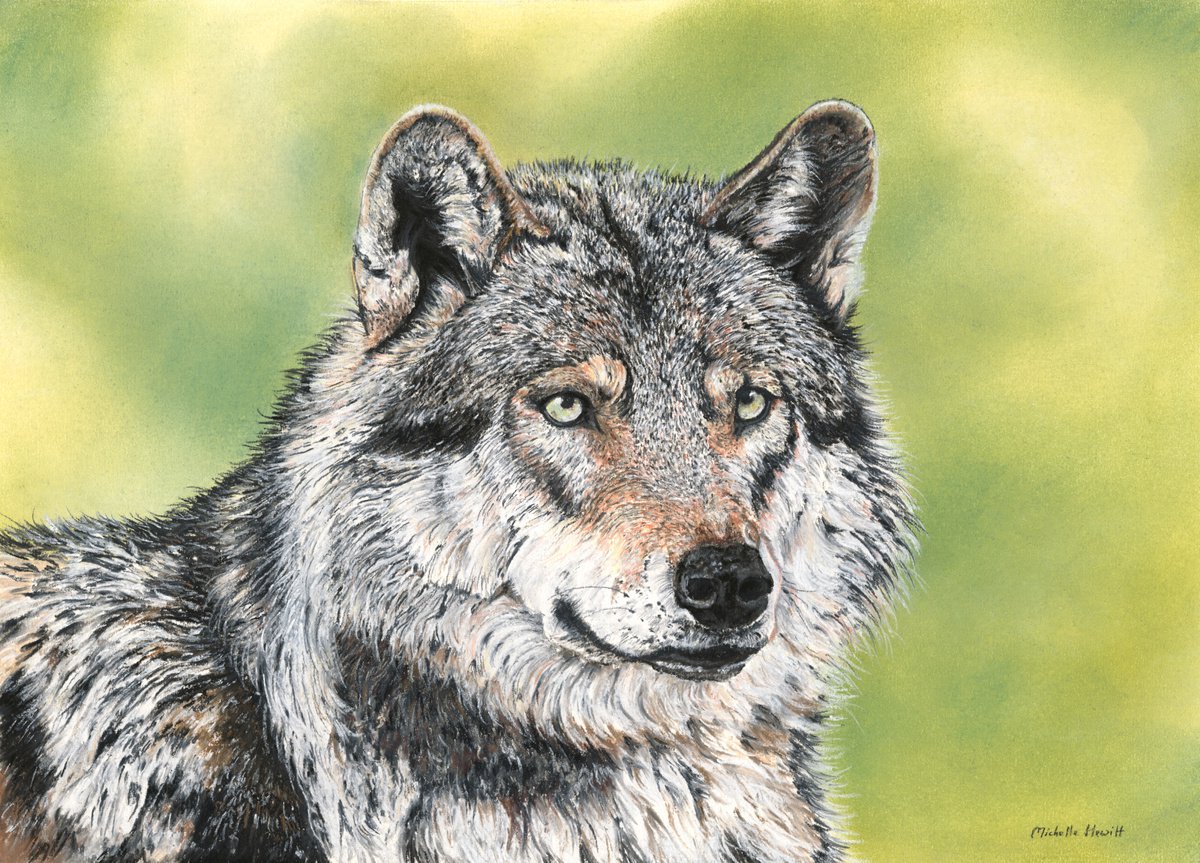 Nymeria Wolf Painting by Michelle Hewitt Artfinder