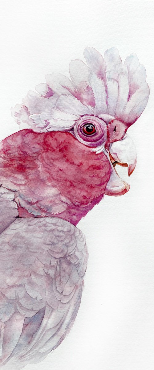 Portrait of Pink Galah Cockatoo in Sunlight by Tetiana Savchenko