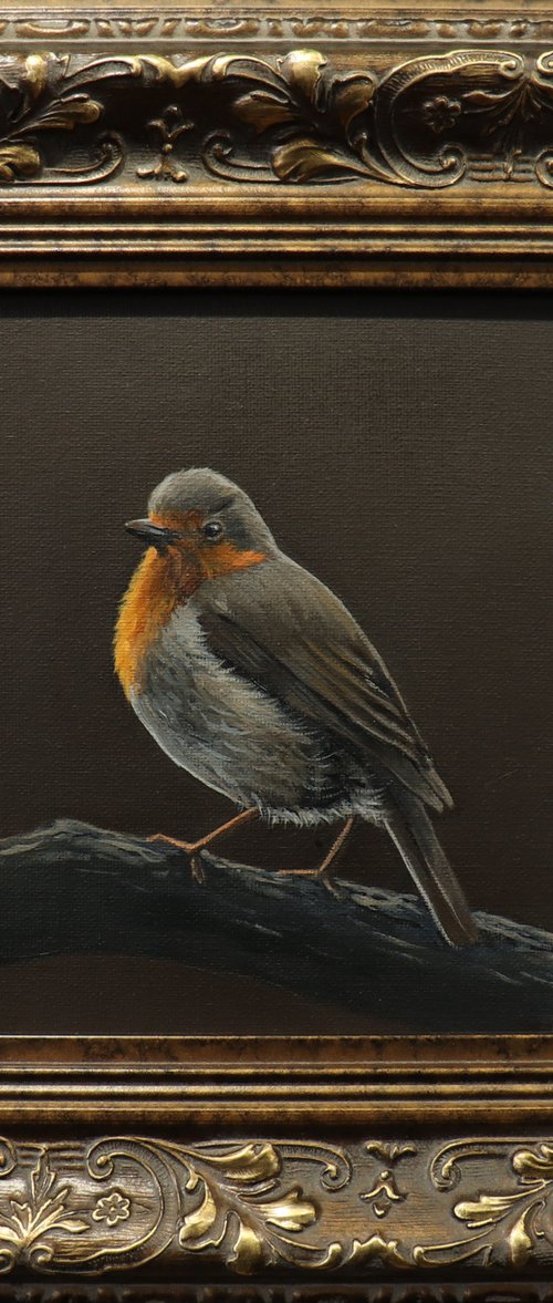 Morning Chorus Series - Red Robin by Alex Jabore