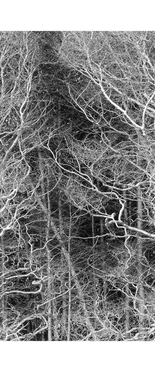 Aberdeenshire Trees IX by David Baker