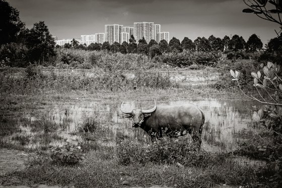 Urban Water Buffalo I