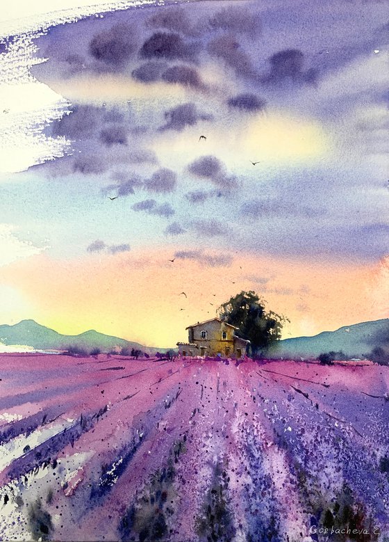 lavender field #3