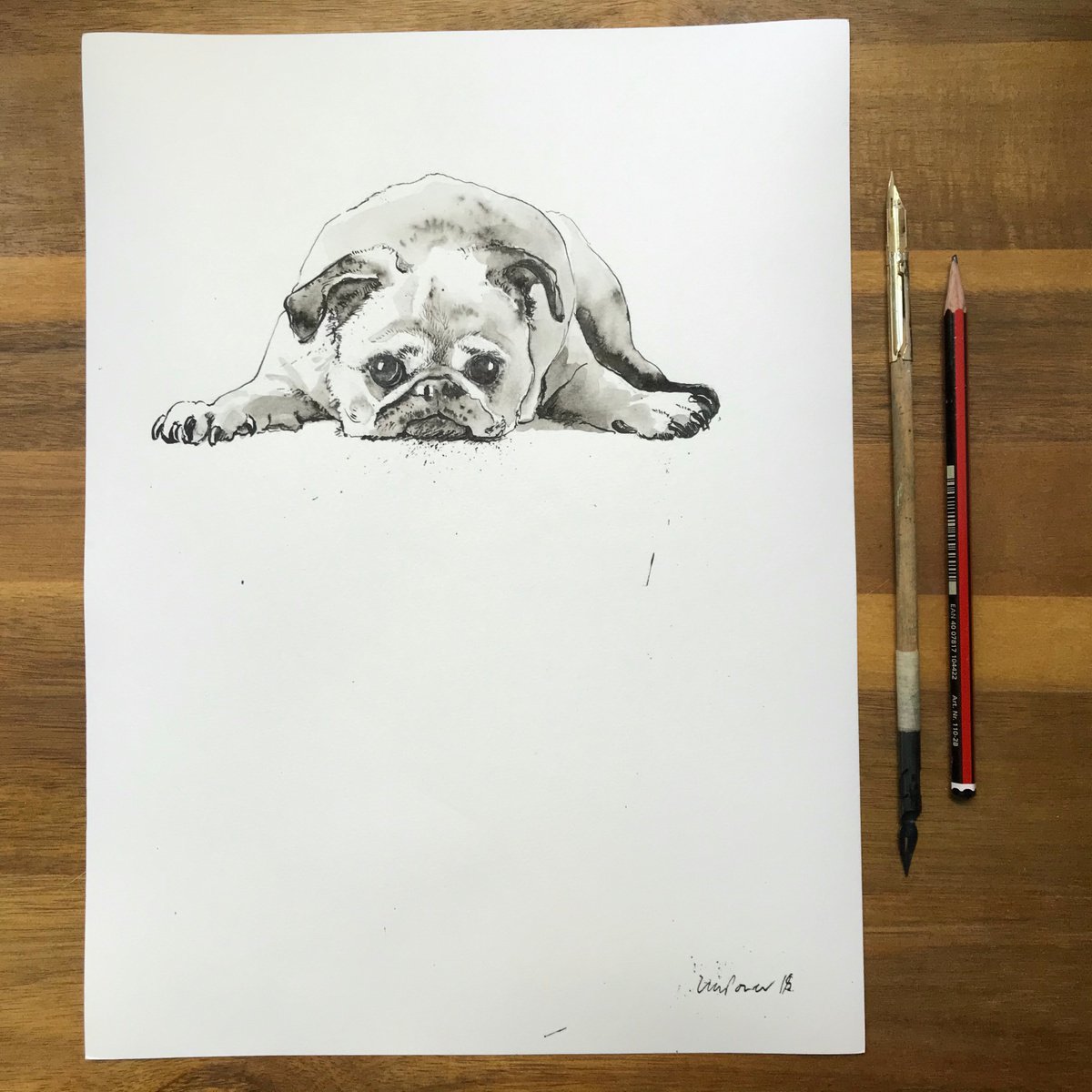 Pug - ink drawing with wash by Luci Power