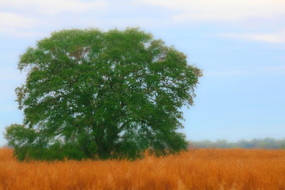 "Oak in Field"