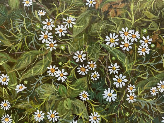 Daisies of the Forest