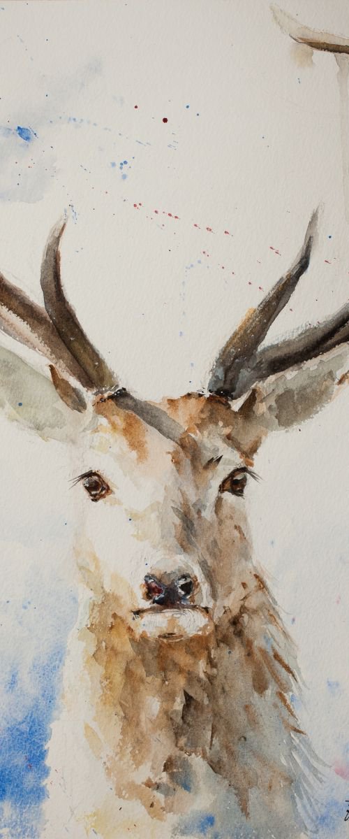 Stag by Tomasz Mikutel