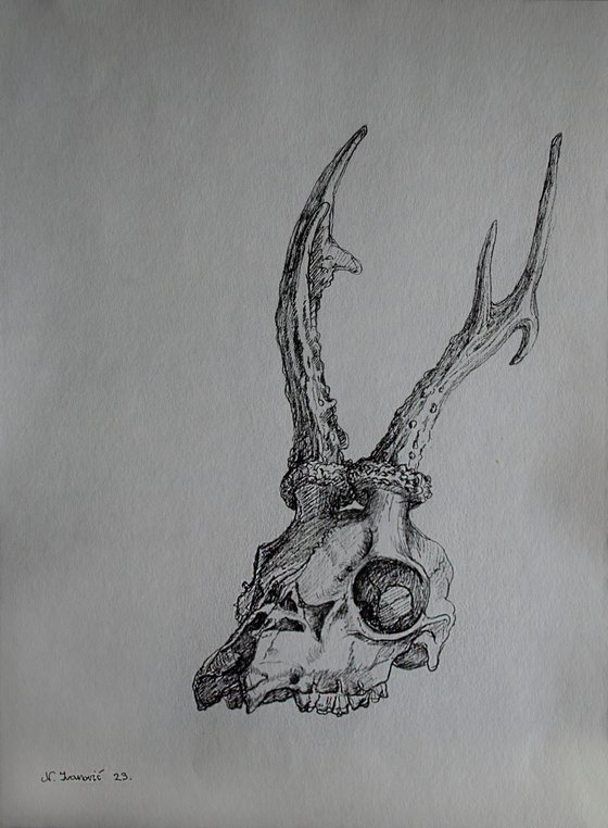 Deer skull - Memento Mori