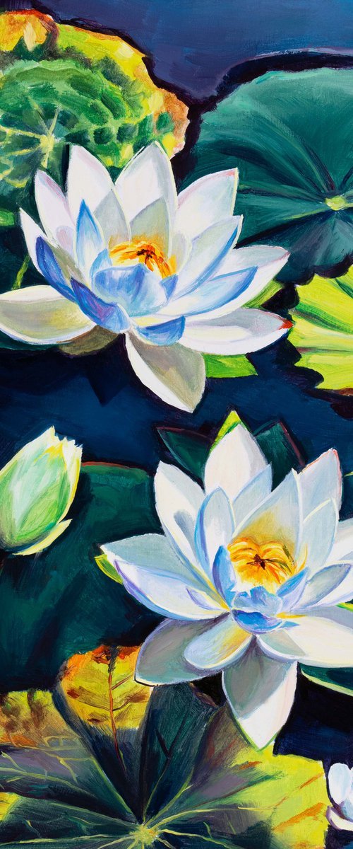 White water lily flowers on a pond by Lucia Verdejo
