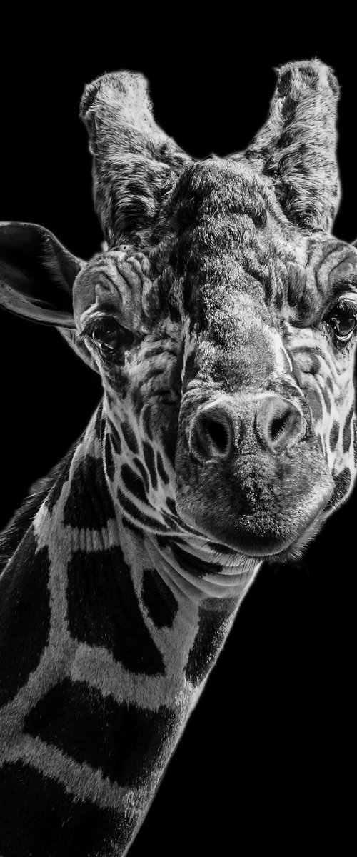 Silent Gaze by Vlad Durniev