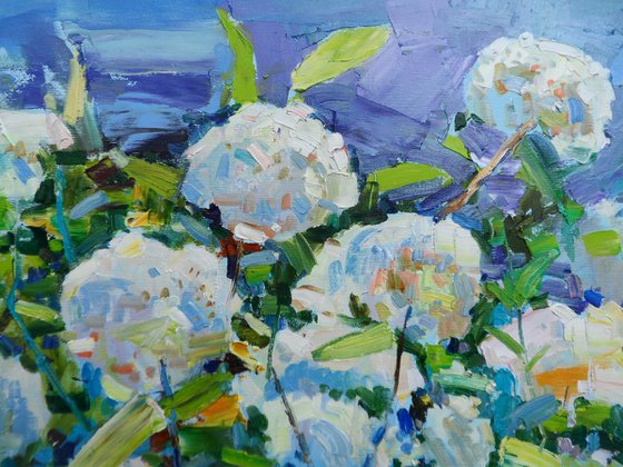 "  Hydrangea "
