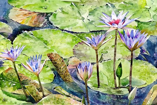 Dancing water lilies by Raji Pavithran