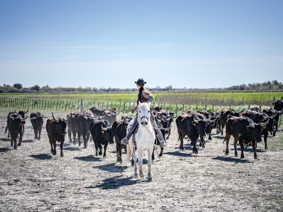 CAMARGUE LIFE