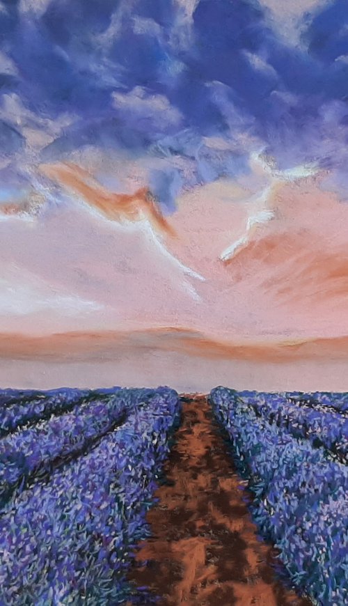 Lavender Fields by Anne Shaughnessy