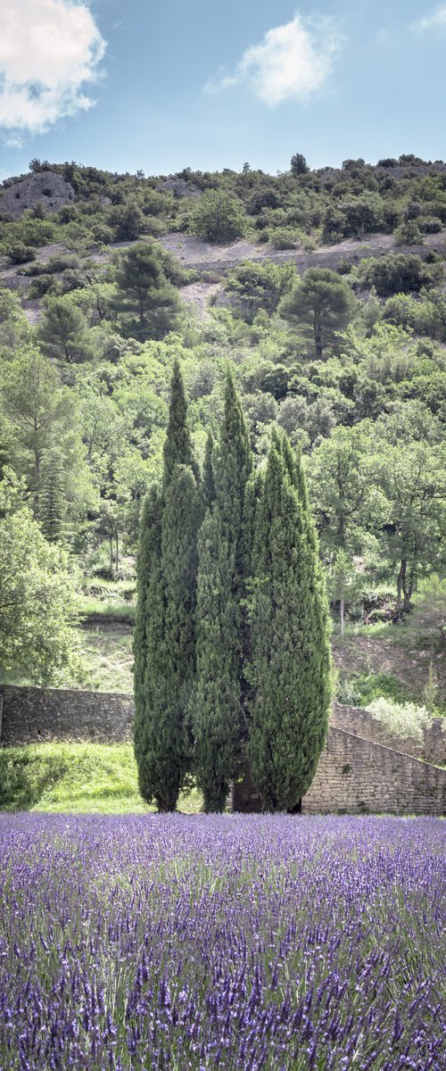 THE LIGHT OF FLOWERING by Fabio Accorrà