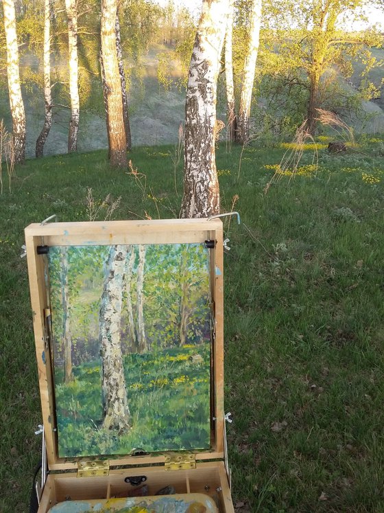 The Sunny Birch Forest