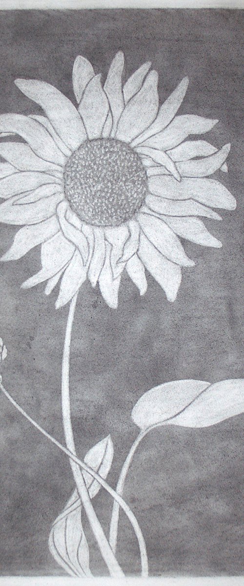 Sonnenblume I - Helianthus annuus (engl. Sunflower I) by Laura Stötefeld