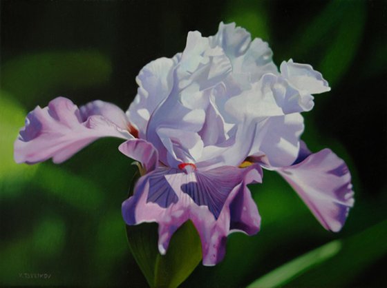 Iris, Flower painting