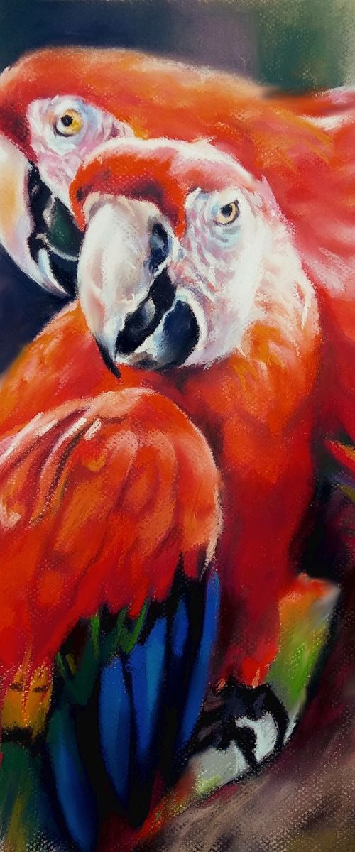 Red macaws by Magdalena Palega