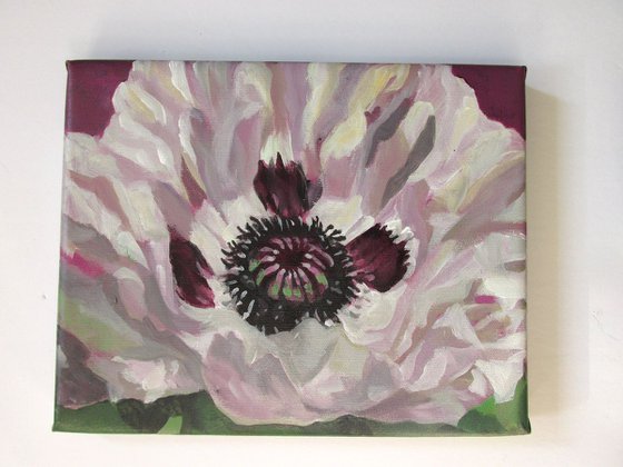white poppy