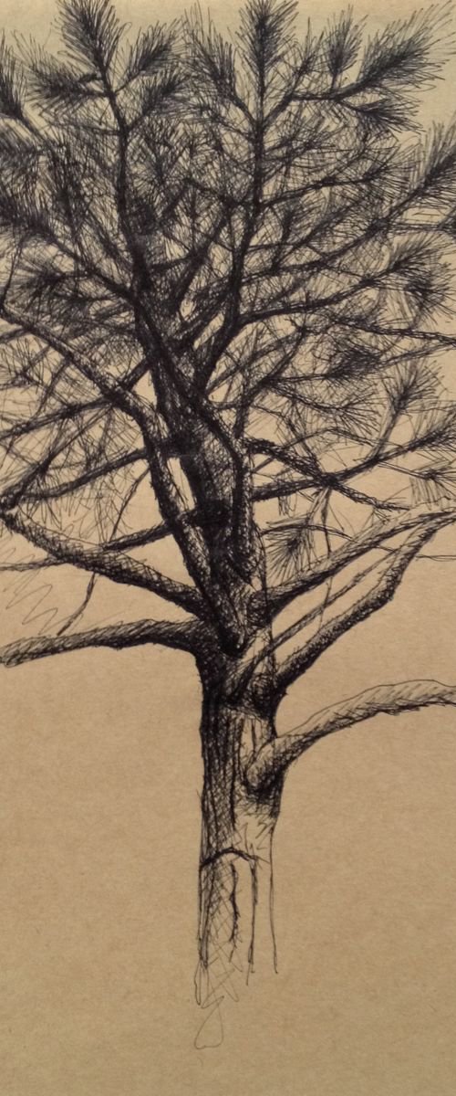 Tree, Late Afternoon, San Jose by David Lloyd