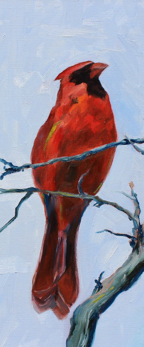 Song birds - Cardinal III by Afekwo