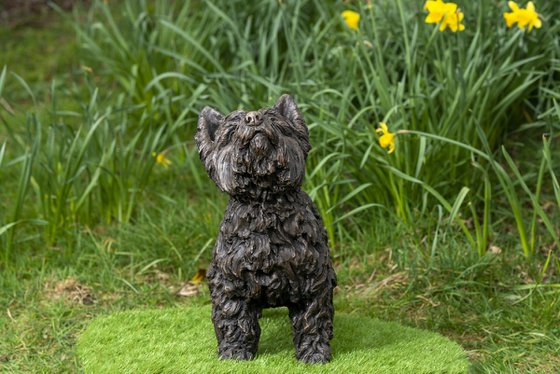 Yorkshire Terrier (BR)
