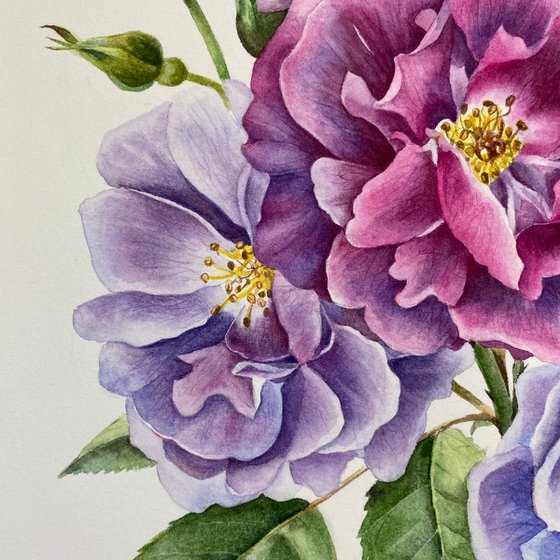 Rose ‘Rhapsody in Blue’ botanical painting