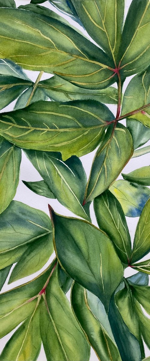 Green Peony Leaves by Anna Lyashenko