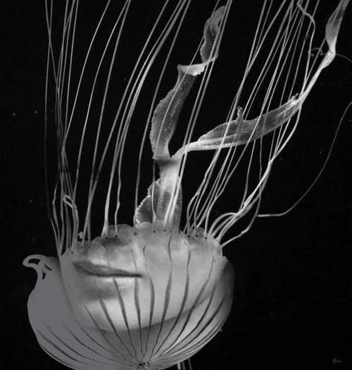 Jellyfish by Bojan Jevtić