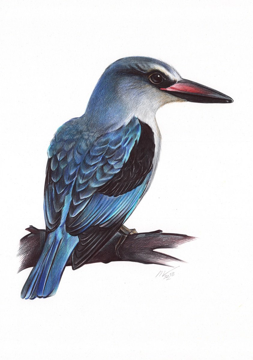 Woodland Kingfisher (Realistic Ballpoint Pen Drawing) by Daria Maier