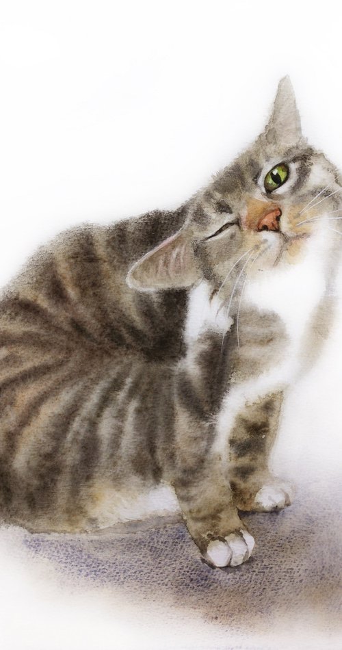 Striped cat scratching his ear by Olga Beliaeva Watercolour